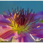 Clematis in der Abendsonne