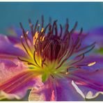 Clematis in der Abendsonne