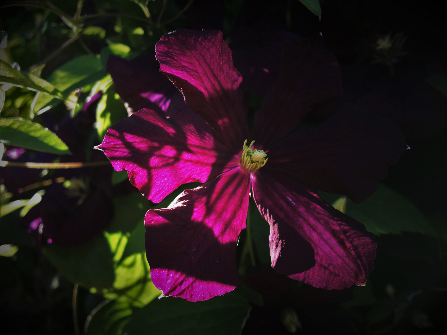 Clematis in der Morgensonne