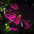 Clematis in der Morgensonne