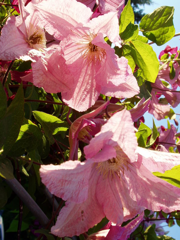 Clematis in der Morgensonne