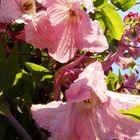 Clematis in der Morgensonne