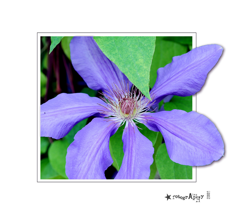 Clematis in der Wilhelma