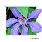 Clematis in der Wilhelma