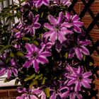 Clematis in full bloom 2024