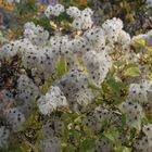 Clematis in herbstlicher Tracht