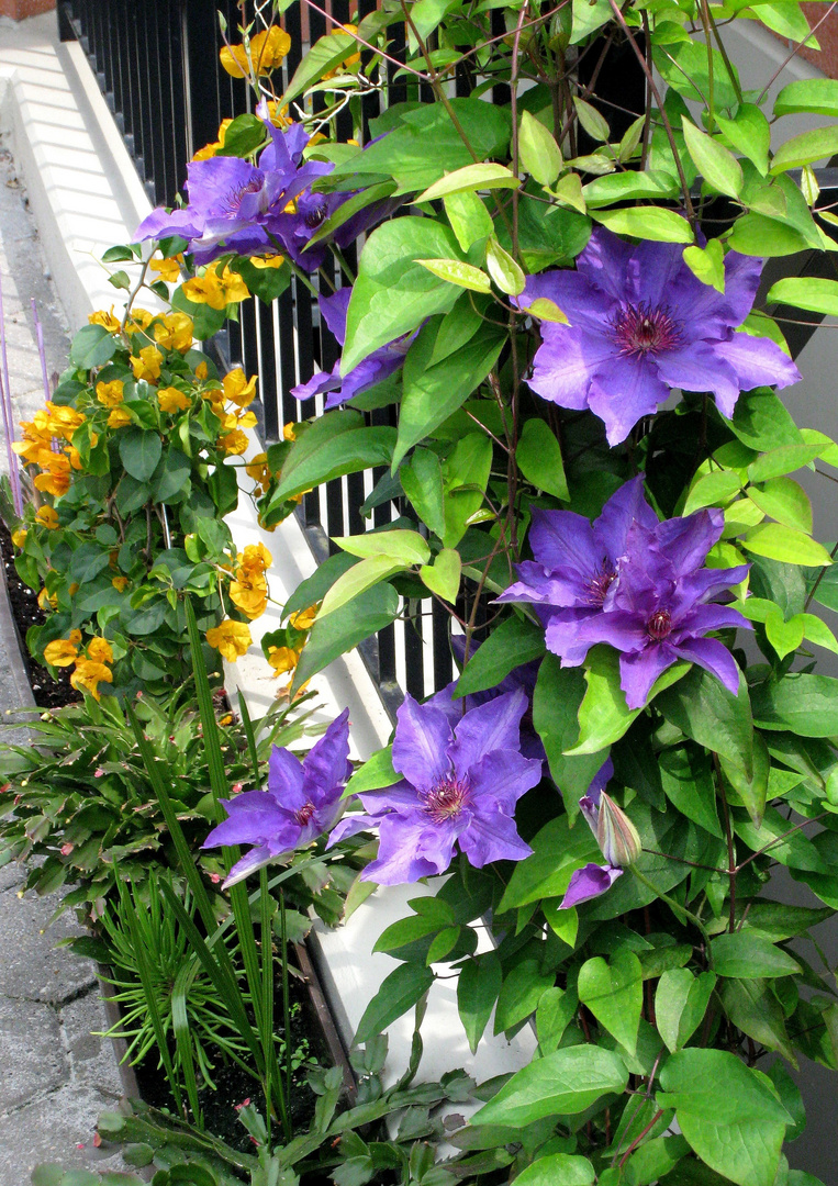 Clematis in illustrer Gesellschaft ...