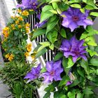 Clematis in illustrer Gesellschaft ...