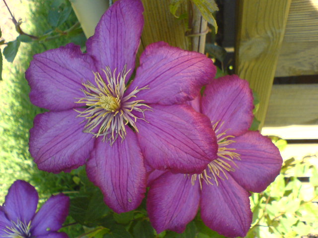 Clematis in Kletterlaune