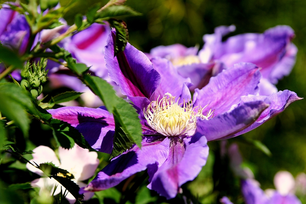 "Clematis- in lila als letzen Versuch!?"