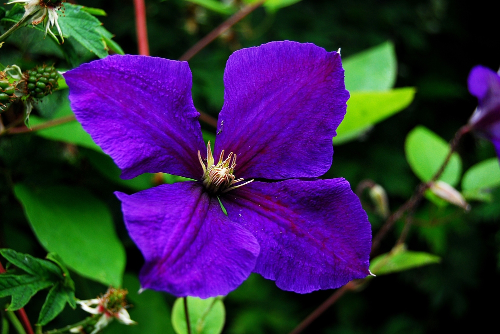 Clematis in meinem Garten