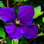 Clematis in meinem Garten