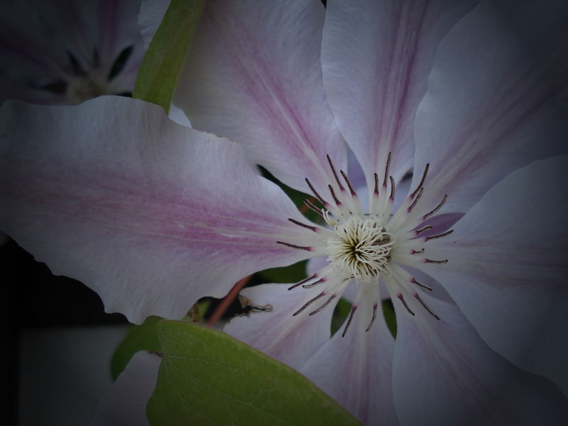 Clematis in Mutters Garten