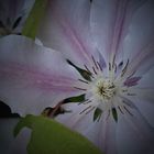 Clematis in Mutters Garten