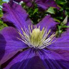 Clematis in Nachbars Garten