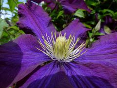 Clematis in Nachbars Garten