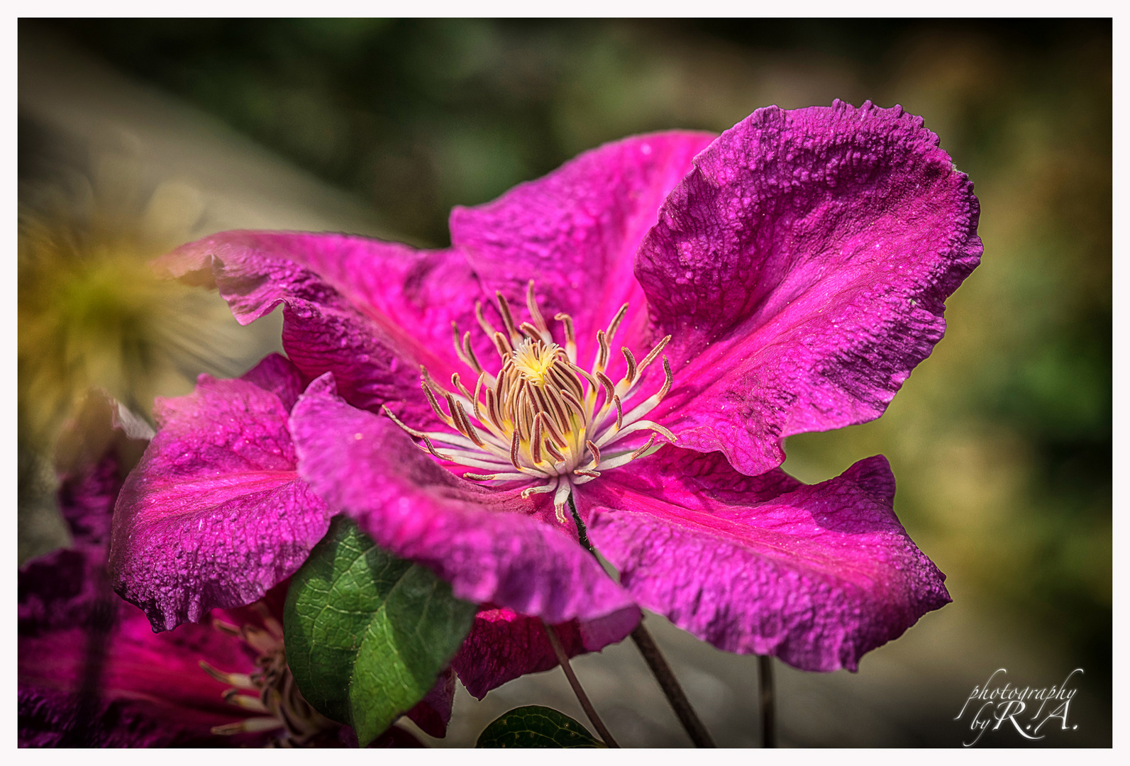 Clematis in Rot die Zweite