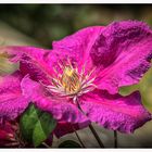 Clematis in Rot die Zweite