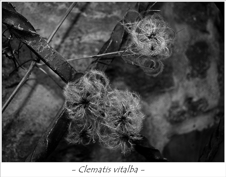 Clematis in schwarz - weiß
