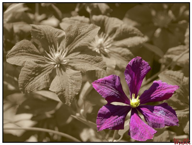 Clematis in Sepia