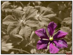 Clematis in Sepia