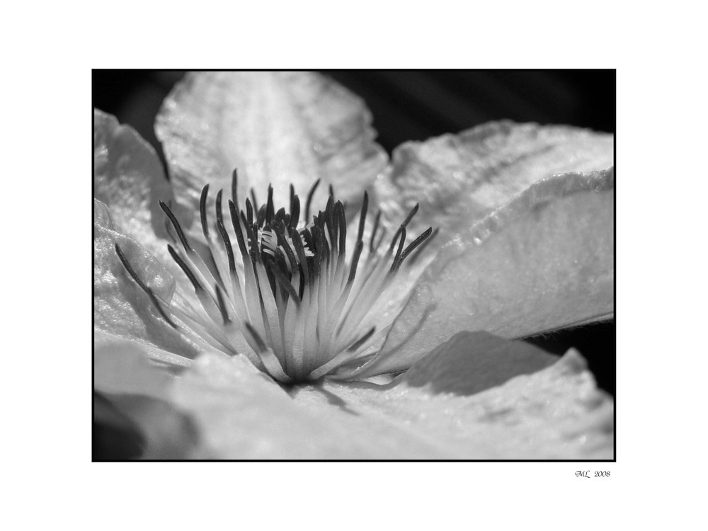 Clematis in s/w II