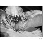 Clematis in s/w II