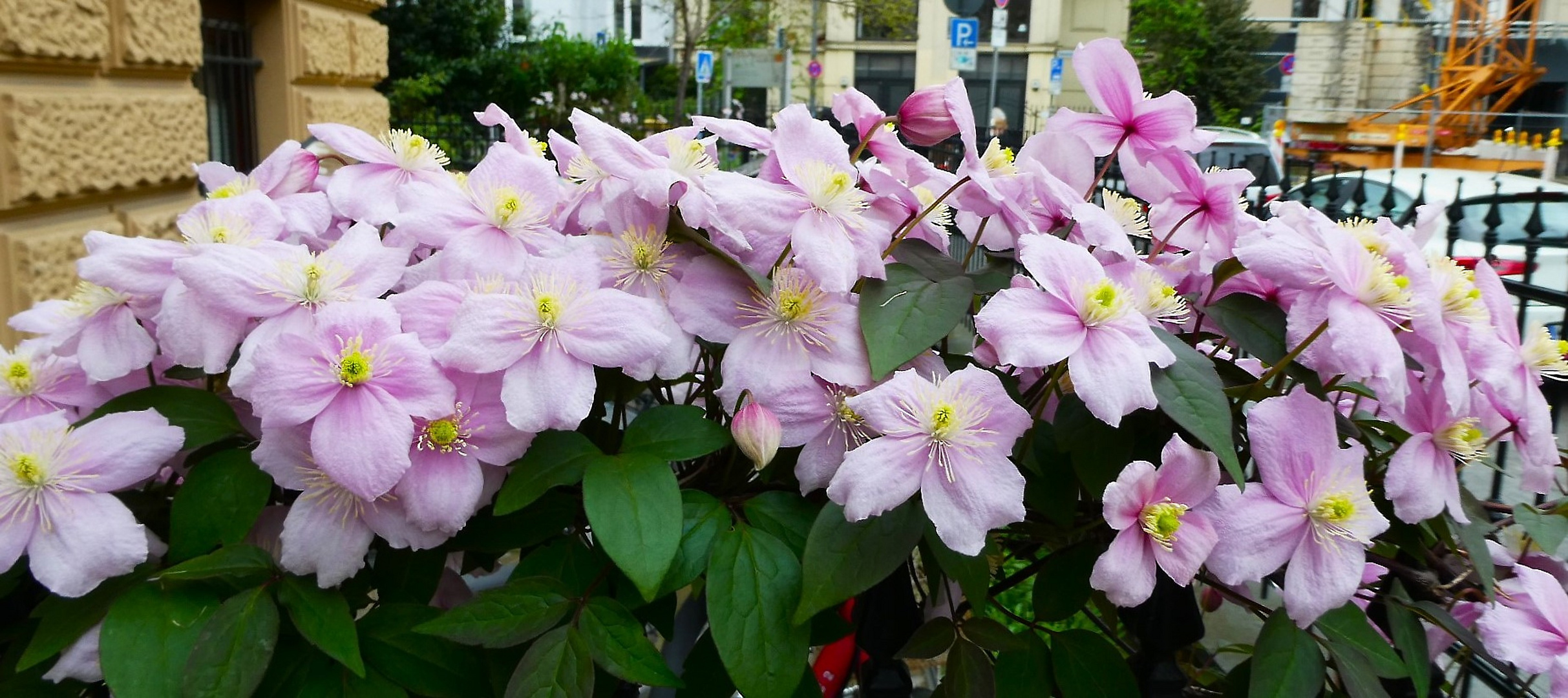 Clematis in the City