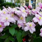 Clematis in the City