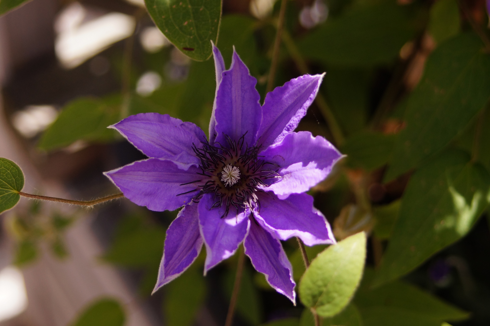 Clematis in unserem Garten