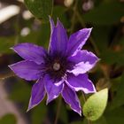 Clematis in unserem Garten