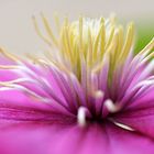 Clematis in unserem Garten