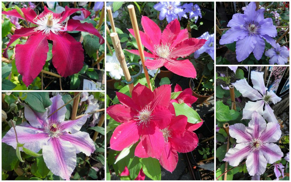 Clematis in Variationen