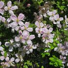 Clematis in voller Blüte