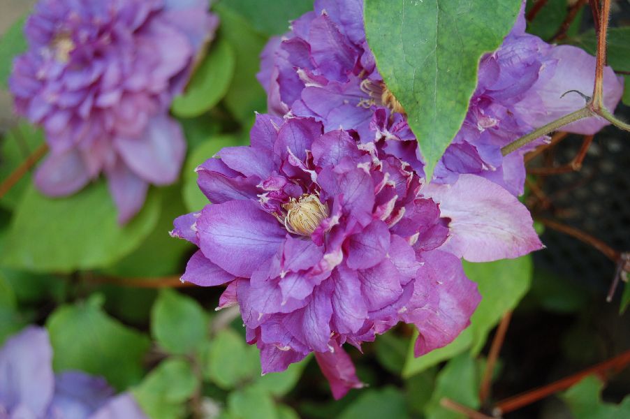 Clematis in voller Blüte