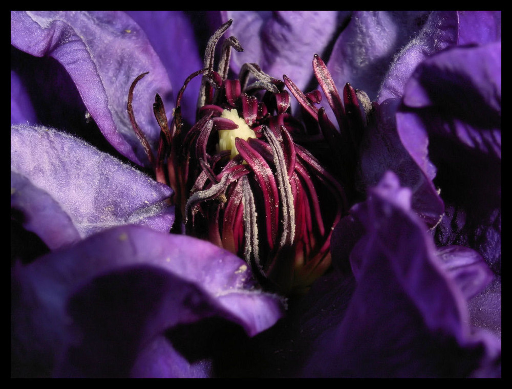 Clematis in voller Blütenpracht