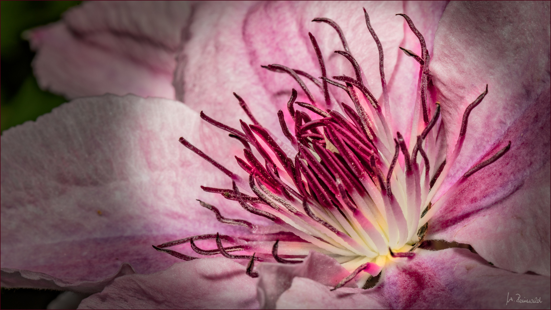 Clematis-Innenleben