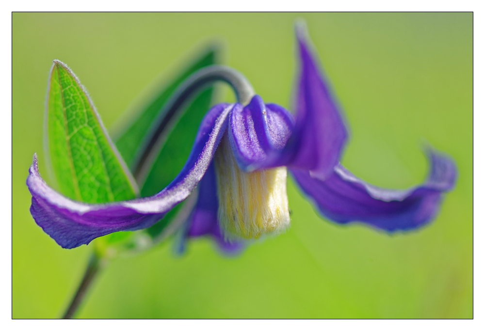 Clematis integrifolia