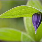 >> Clematis integrifolia 