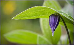 >> Clematis integrifolia 