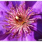 Clematis intern