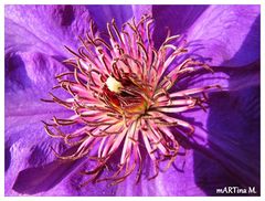 Clematis intern