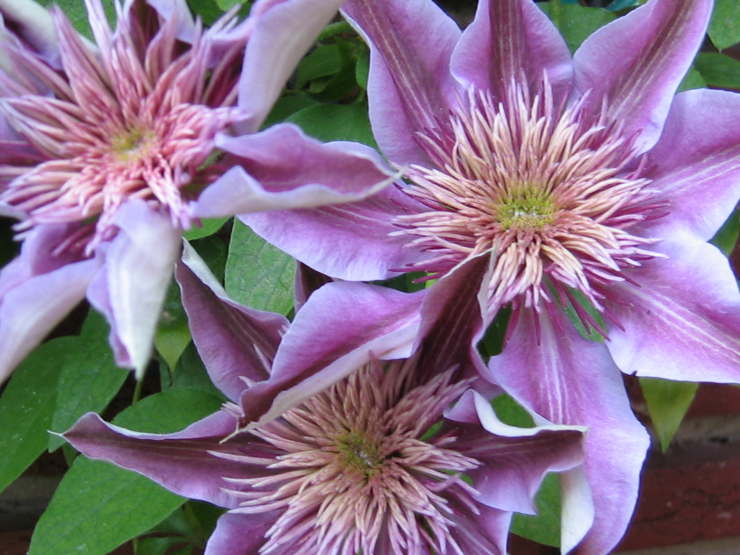 Clematis "Josephine"