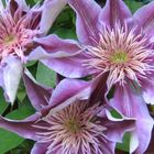 Clematis "Josephine"