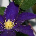 Clematis "Kamila"