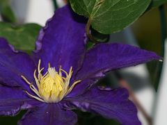 Clematis "Kamila"