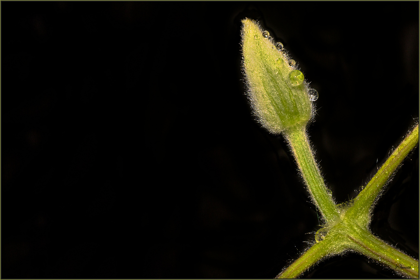 ~ Clematis-Knospe ~