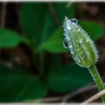 Clematis-Knospe