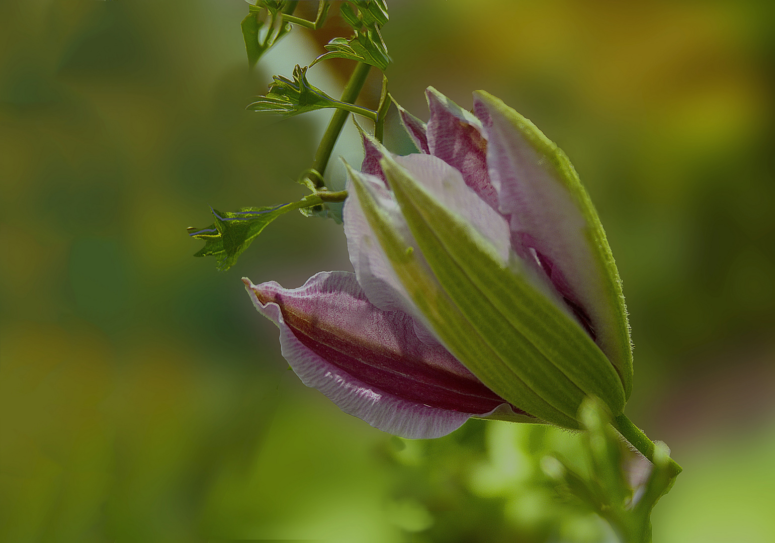 Clematis Knospe  