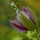 Clematis Knospe  